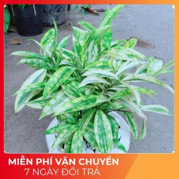 Chậu Trúc Vàng Nhật