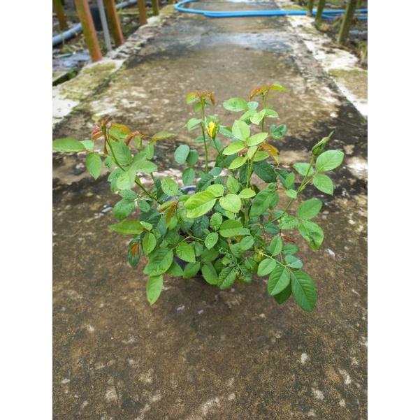 Hoa hồng vàng sa đéc, hồng nội, hồng bụi, thân gỗ, nguyên bản