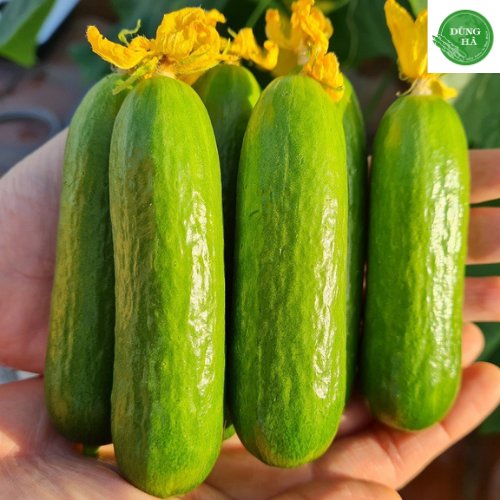 - Dưa leo baby 1kg