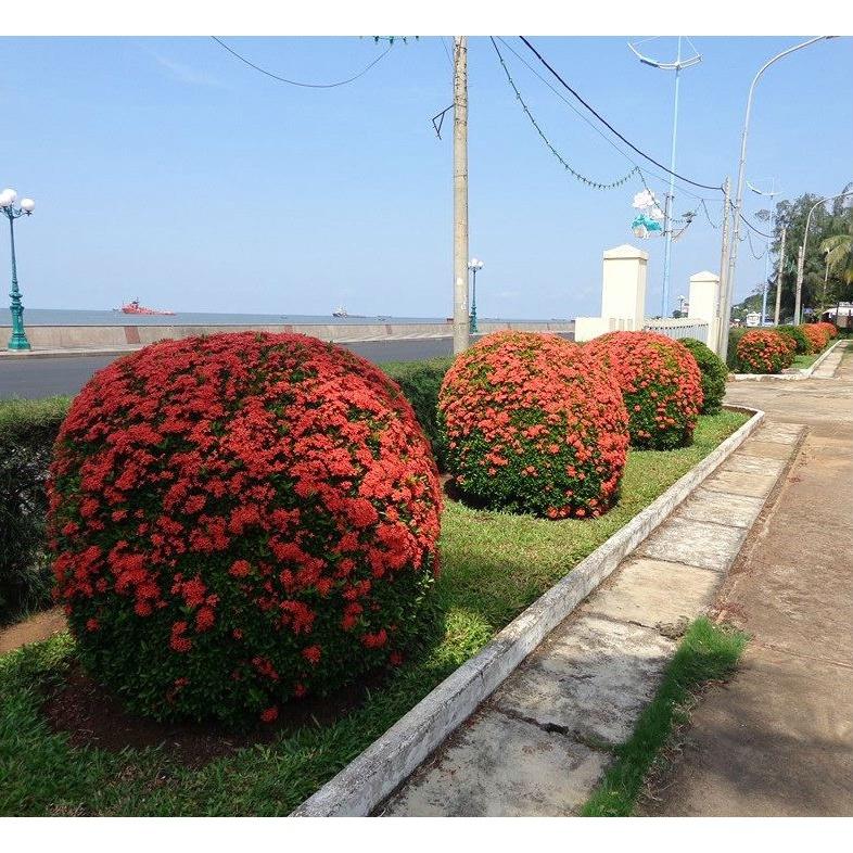 CÂY giống TRANG ĐỎ - HOA MẪU ĐƠN