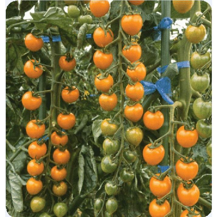 Hạt giống cà chua bi chùm quả vàng dể trồng f1-gói 20 hạt-tặng kèm gói phân bón lót