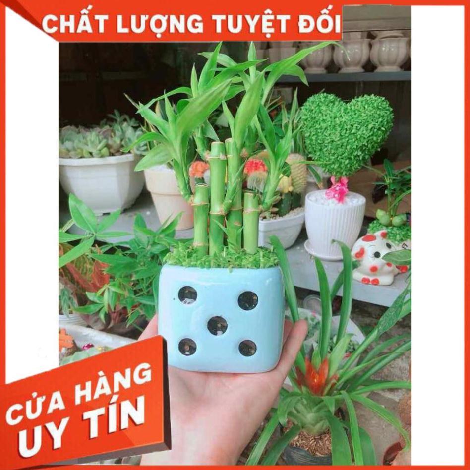 Chậu trúc phát tài Nhiều Người Mua
