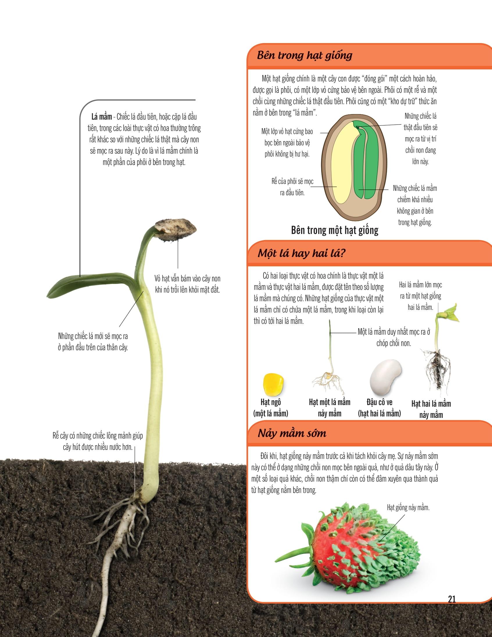 Bách Khoa Thư Về Thế Giới Thực Vật - Cây, Lá, Hoa Và Hạt
