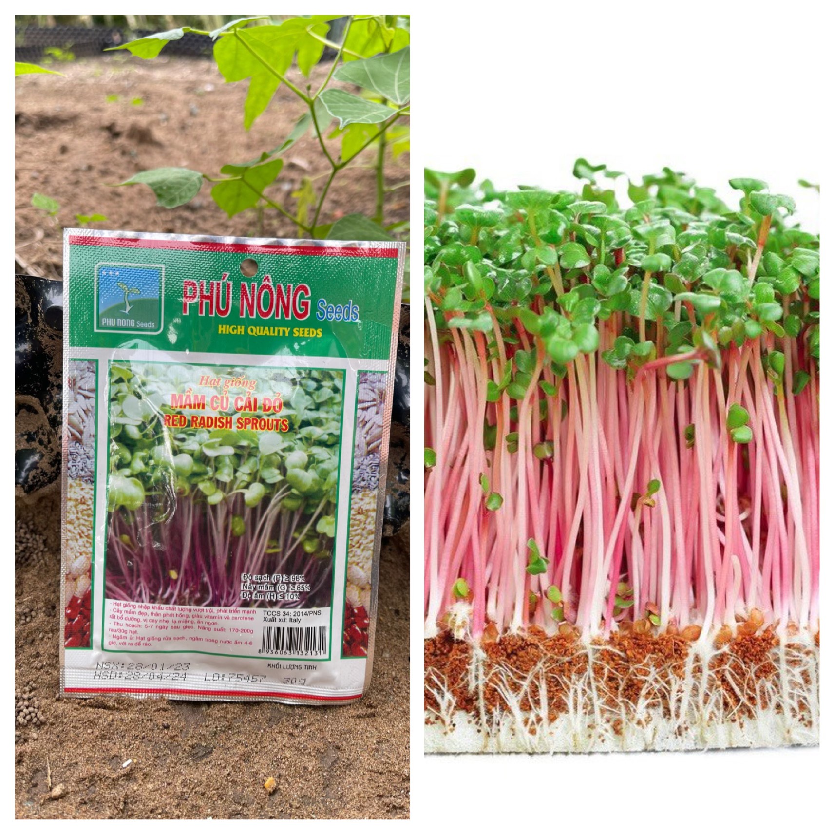 Hạt rau mầm củ cải đỏ gói 30 gram - Phú Nông tỷ lệ nẩy mầm cao