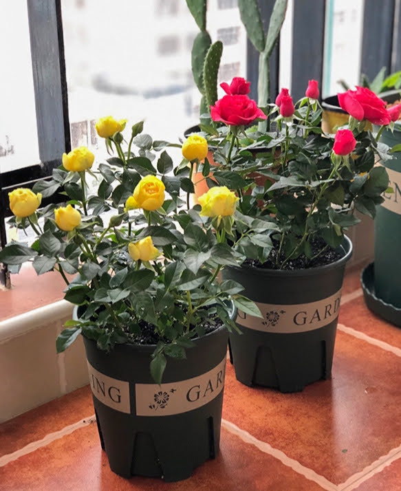 Dòng chậu kiểm soát rễ cao cấp Garden
