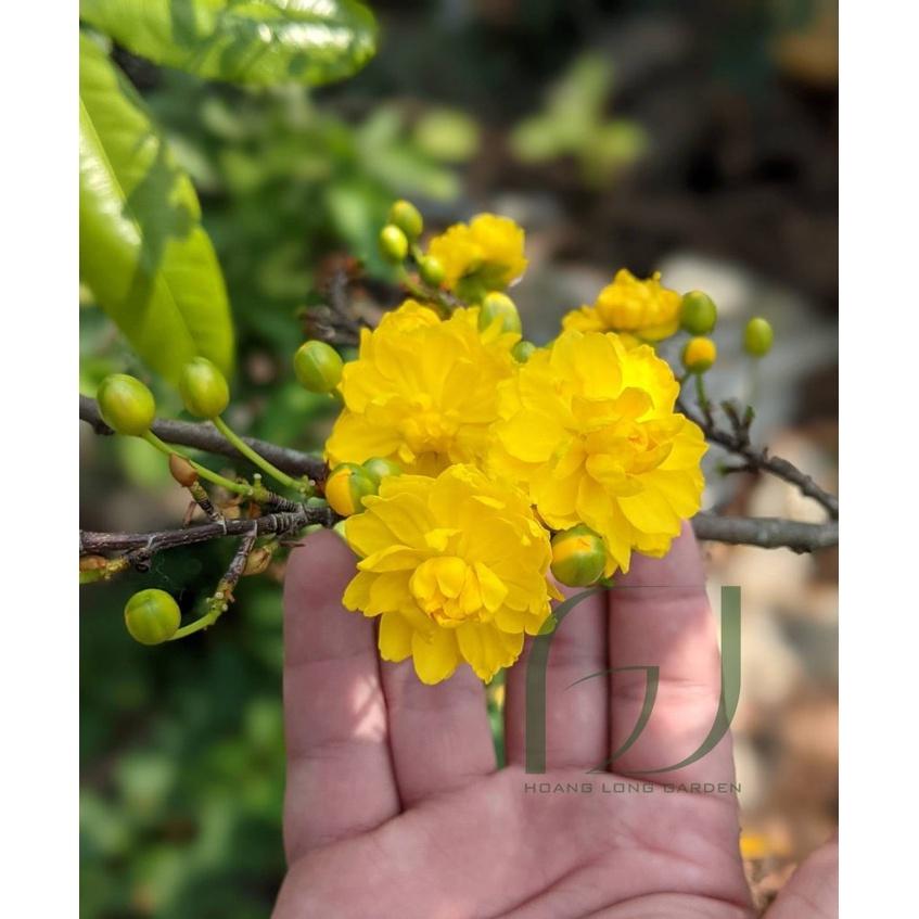 CÂY GIỐNG MAI ĐẠI LỘC