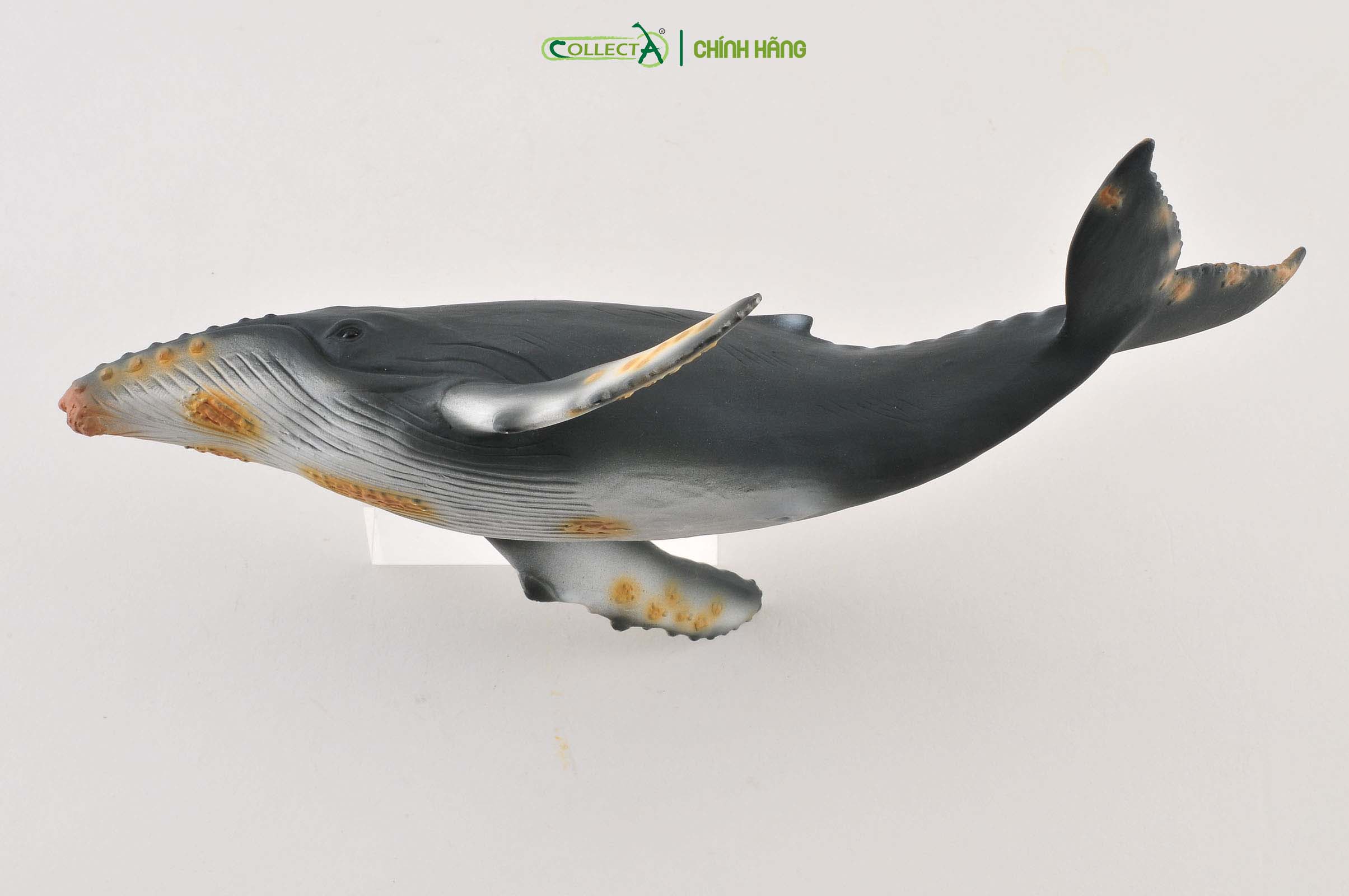 Mô hình thu nhỏ: Cá Voi Lưng Gù - Humpback Whale, hiệu: CollectA, mã HS 9652050[88347] -  Chất liệu an toàn cho trẻ - Hàng chính hãng