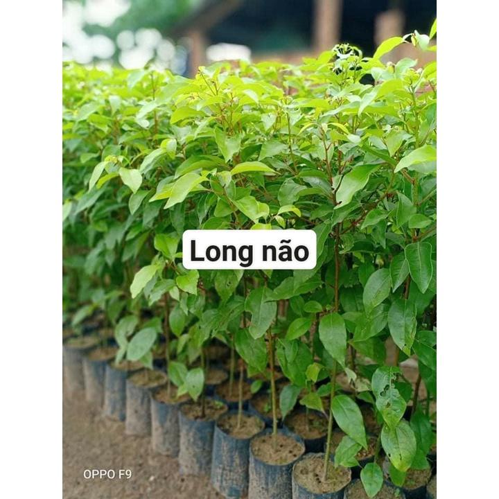 50 gram hạt giống long não