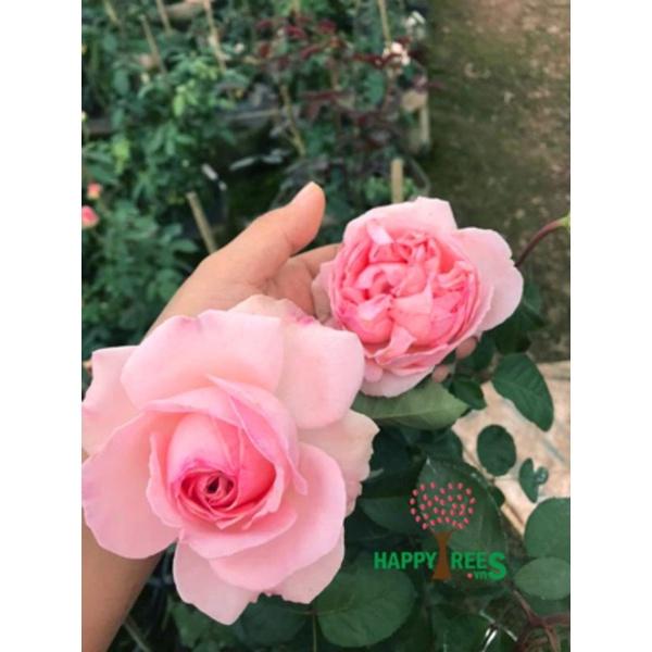 Hoa hồng M-Nostalgic Romance nguyên bản nhập ngoại
