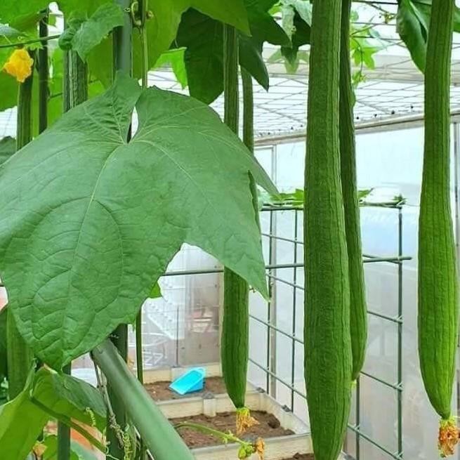 Hạt giống Mướp hương xanh lai F1 39