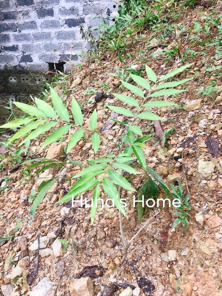 Hạt giống bồ hòn Huna'shome 200 hạt