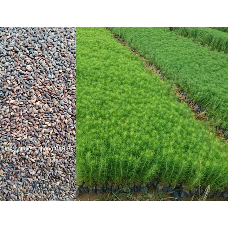 0,5 KG HẠT GIỐNG CÂY THÔNG CARIBe .(