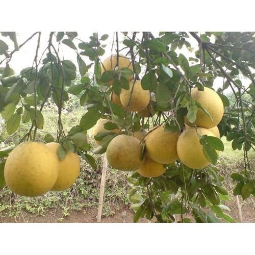 Cây bưởi diễn ghép CHẤT LƯỢNG UY TÍN