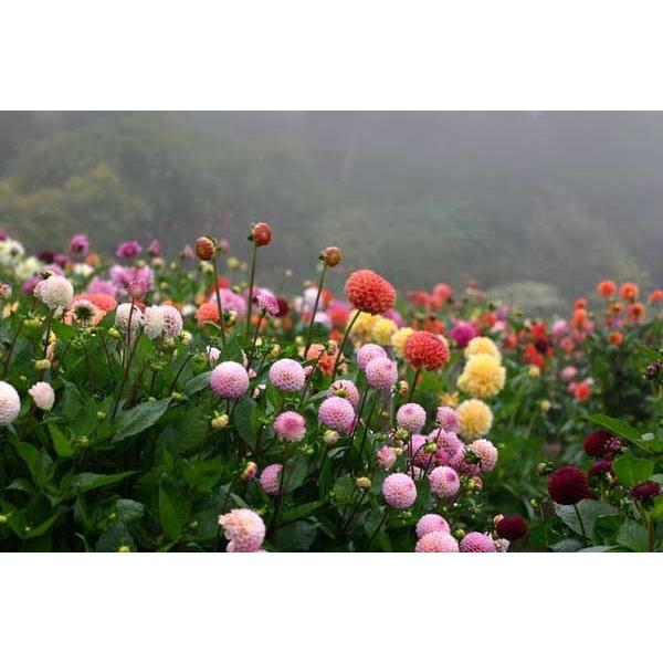 Hạt giống hoa thược dược tổ ong mix nhiều màu ngẫu nhiên - gói 30 hạt - Shop hoa cây cảnh Hà Nội