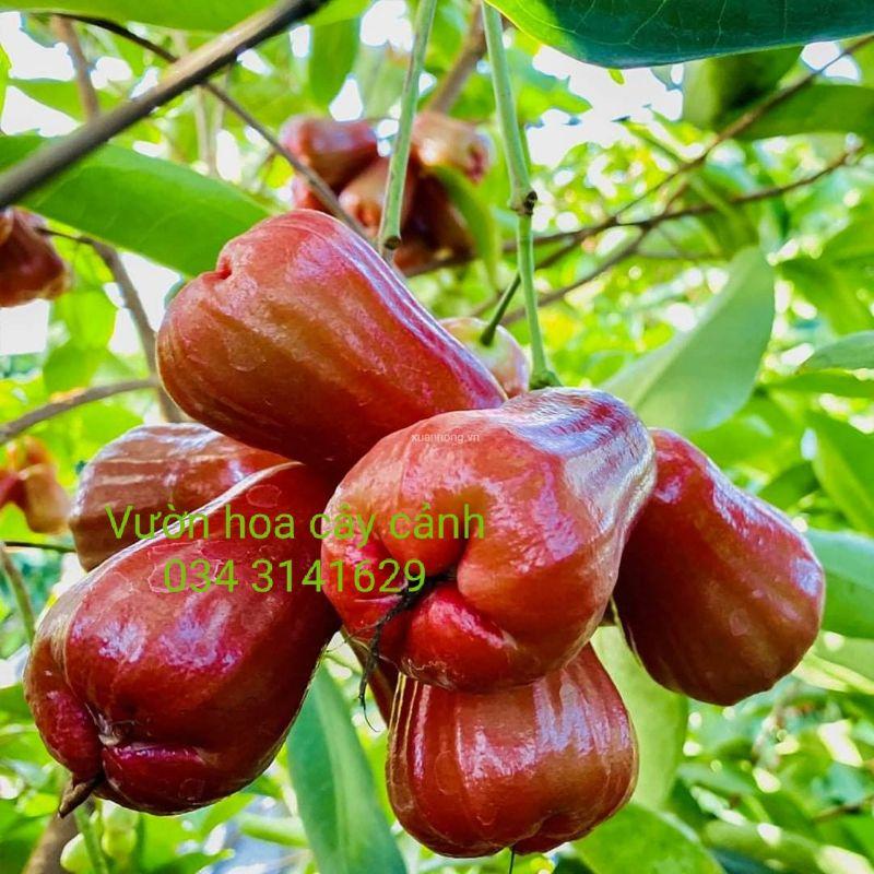 Cây mận đỏ an phước - cây giống