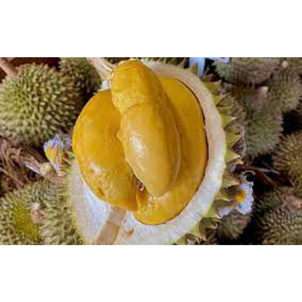 Cây giống Sầu Riêng óc khỉ