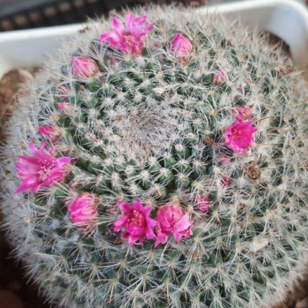 Hạt giống hoa xương rồng bánh sinh nhật 20 hạt/gói