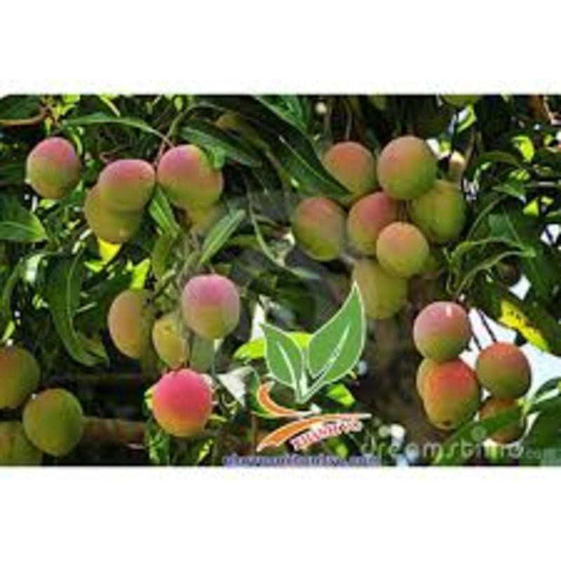 Cây giống XOÀI ÚC - Giống chuẩn F1 - Siêu quả