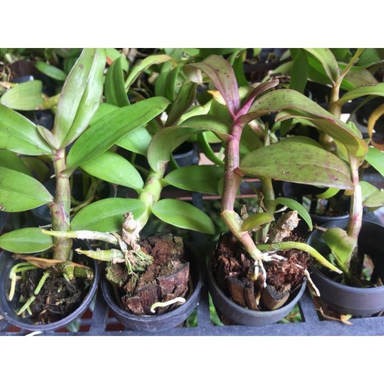 Trầm siêu tím - cây giống