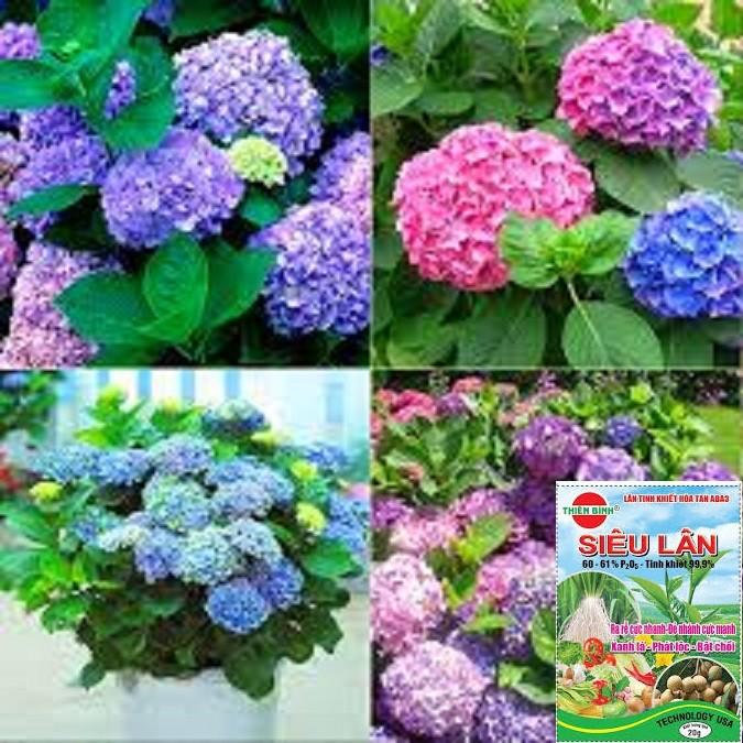 COMBO 2 CÂY HOA CẨM TÚ CẦU hoa siêu to siêu đẹp phát triển nhanh, ra hoa to đẹp