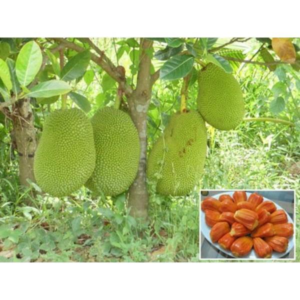 Cây giống mít ruột đỏ