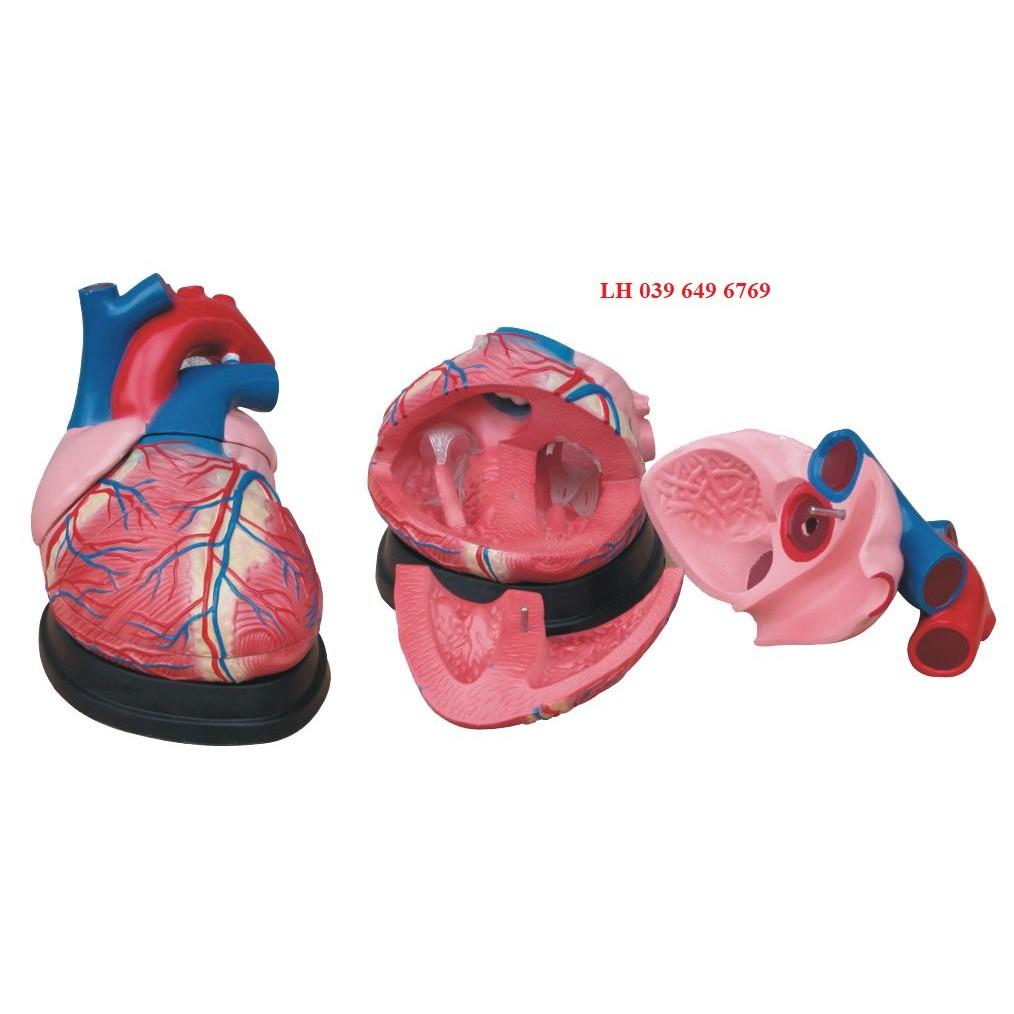 Mô hình tim to gấp 4 lần kích thước thật, 3 phần tháo rời
