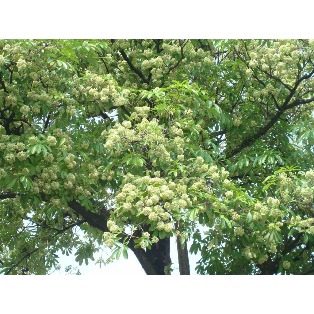 Cây Hoa Sữa Giống