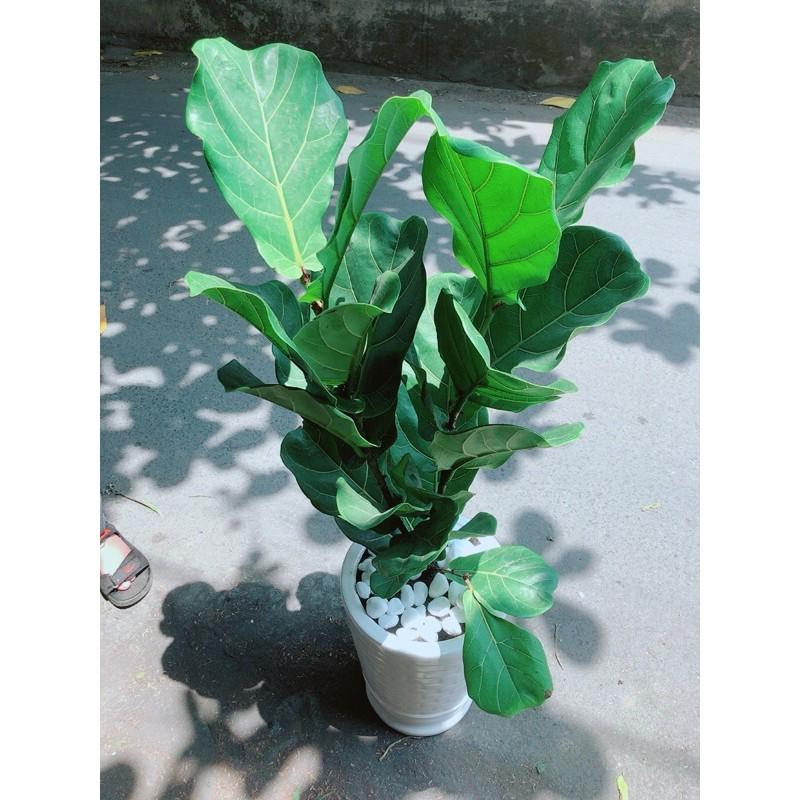 Chậu Cây Bàng Singapore