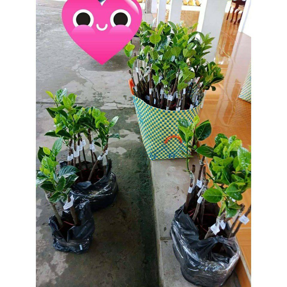 Cây Mít không hạt ra trái sau 15 tháng