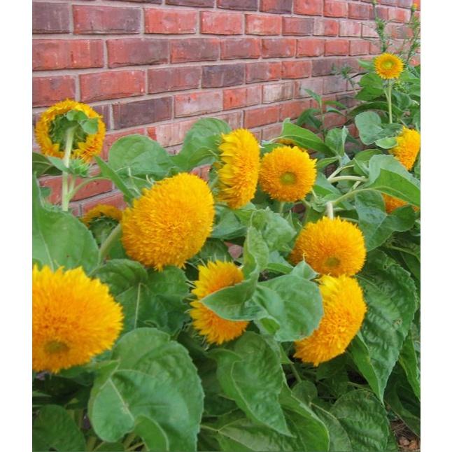 Hạt Giống Hoa Hướng Dương Kép Vàng Cam KNS3642 - Gói 20 hạt