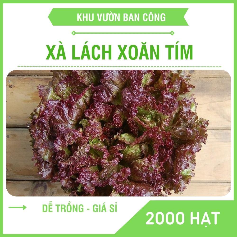 Hạt Giống Rau Xà Lách Xoăn Tím, Xà Lách Lolo Gói 2000 Hạt - Khu Vườn Ban Công