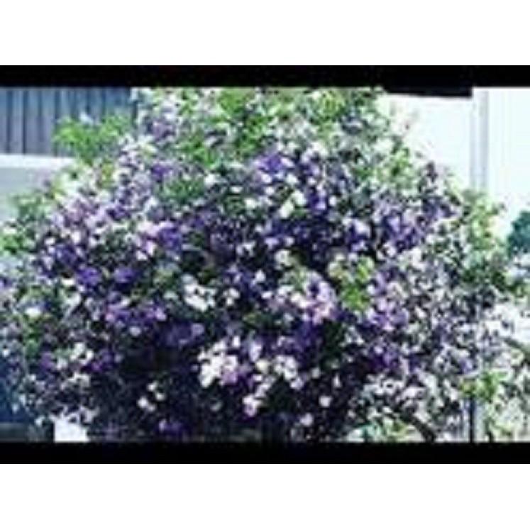 CÂY GIỐNG HOA NHÀI NHẬT TÍM ĐỔI MÀU