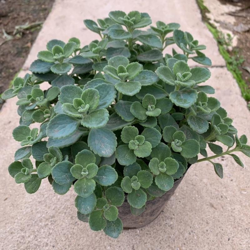 Cây nhất mạt hương cao 15cm, cây tỏa hương thơm nhẹ giúp đuổi muỗi và trang trí sân vườn