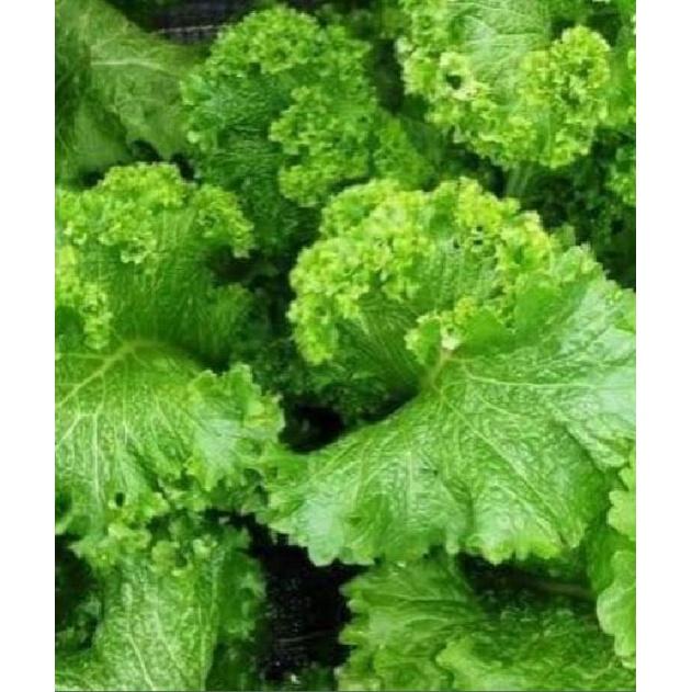 Hạt giống rau cải xanh mù tạc dể trồng f1-gói 10 gram/tặng kèm gói phân bón lót