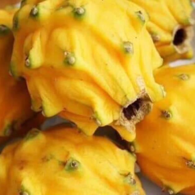 Sản phẩm THANH LONG RUỘT VÀNG MALAIXIA