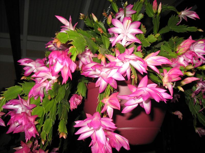 Lan càng cua hồng cánh sen , chậu lan càng cua  màu trắng, chậu lớn, chậu y hình hoa đẹp