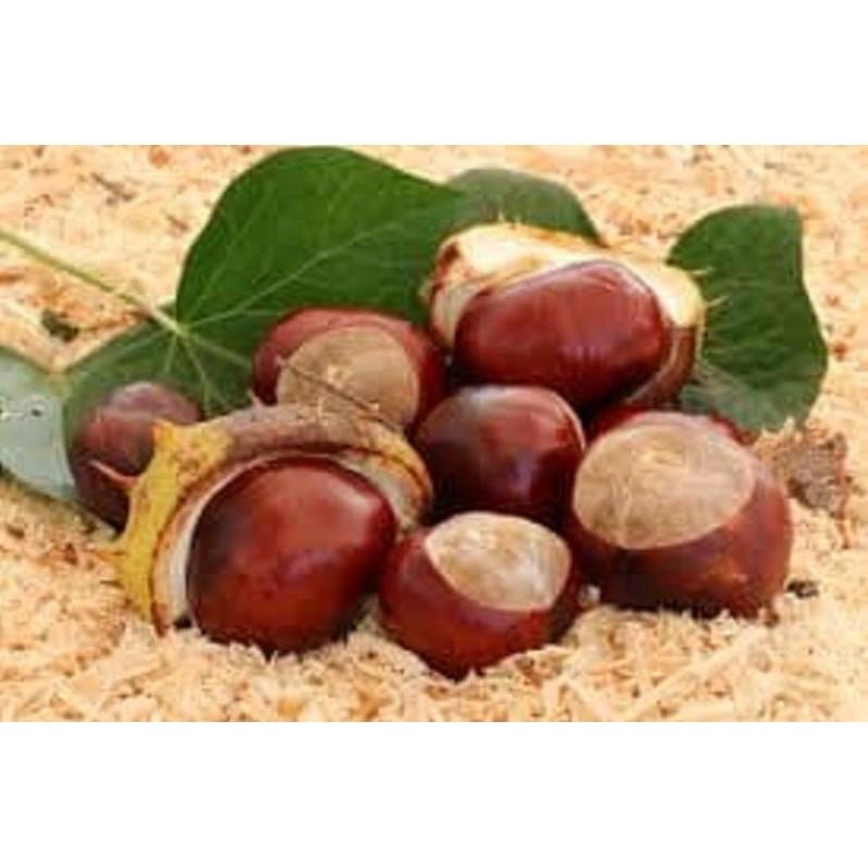 CÂY DẺ GIỐNG TRỒNG LẤY HẠT - Cây phát TRIỂN kinh tế