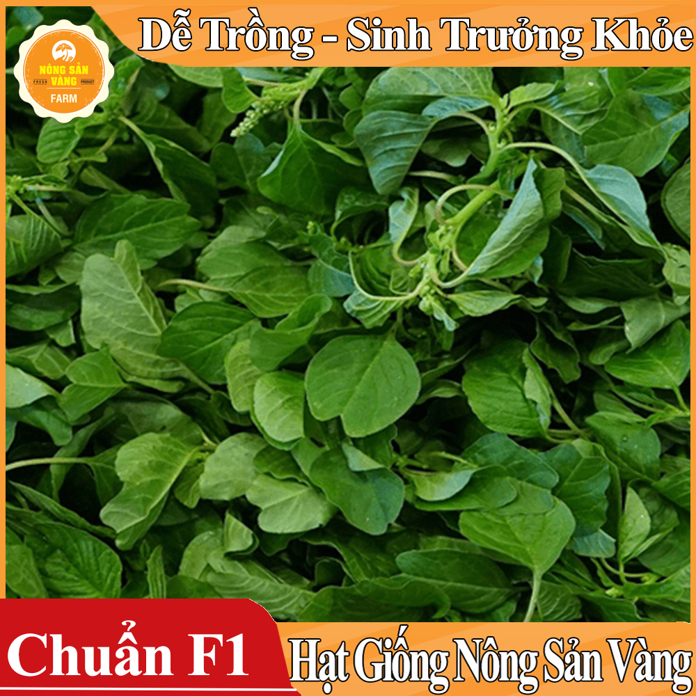 Hạt giống Rau Dền Cơm - Nông Sản Vàng