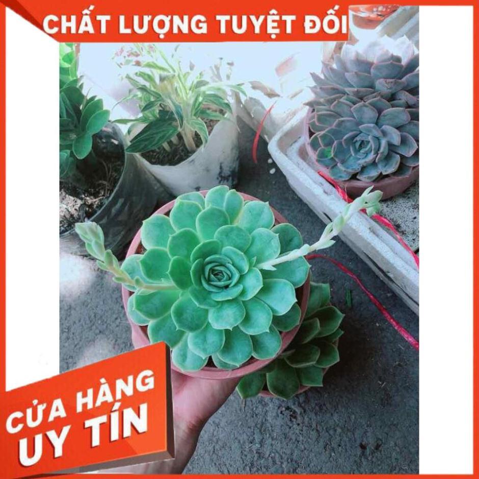 Sen Đá Xanh Nhiều Người Mua