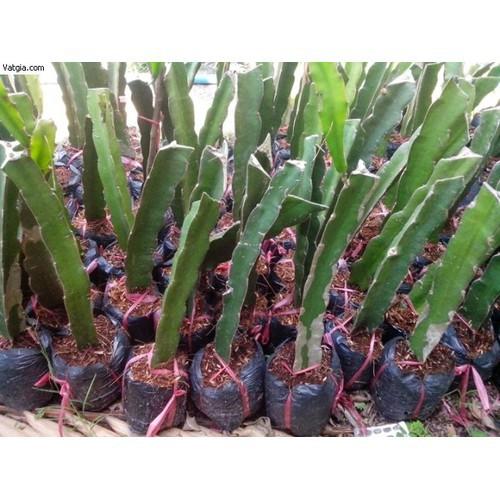 CÂY GIỐNG THANH LONG VỎ VÀNG RUỘT TRẮNG THÁI LAN SIÊU NGỌT, SIÊU QUẢ, CAM KẾT CHUẨN GIỐNG F1 - CGTLVVRT