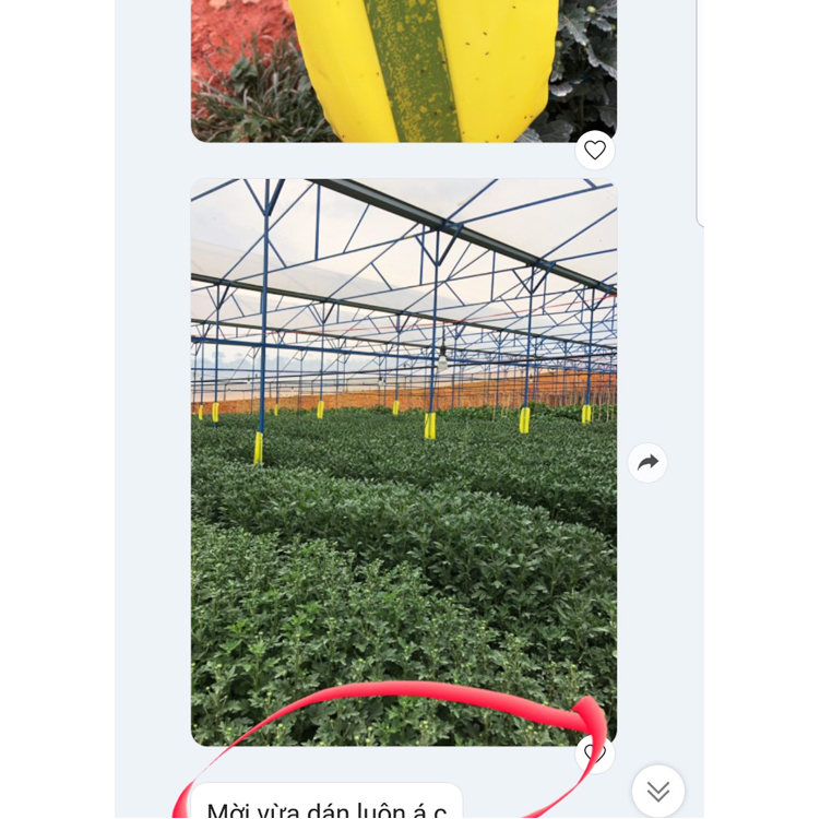 Miếng Dính Vàng Bẫy Côn Trùng Israel - Sticky Yellow Roll dùng bẫy các loại Côn Trùng Bay ngây hại rau sạch như Ruồi, Bọ Phấn, Bọ Trĩ, Bướm và côn trùng khác...