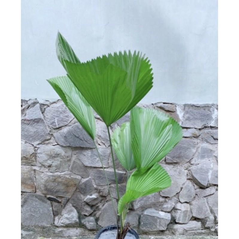 Cây Cọ Kiểng