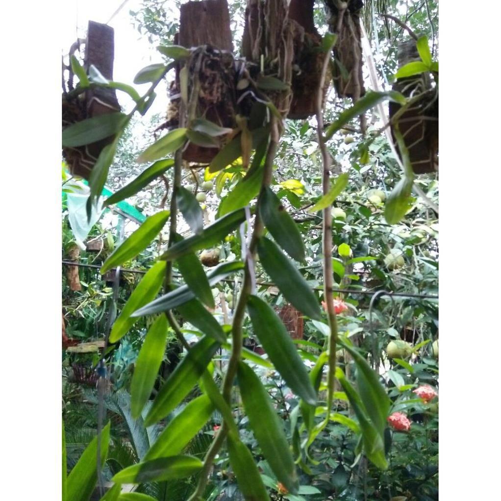 Hoa phong lan phi điệp tím thái