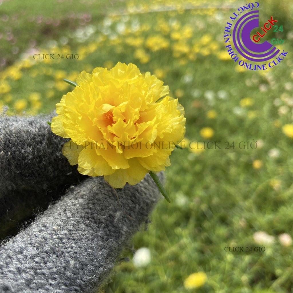 1 Ký Cành Giống Hoa Mười Giờ Thái Kép Màu Mới - VÀNG SANG CHẢNH - Sáng Nổi Bật Tuyệt Đẹp GIA DỤNG THÔNG MINH PKM