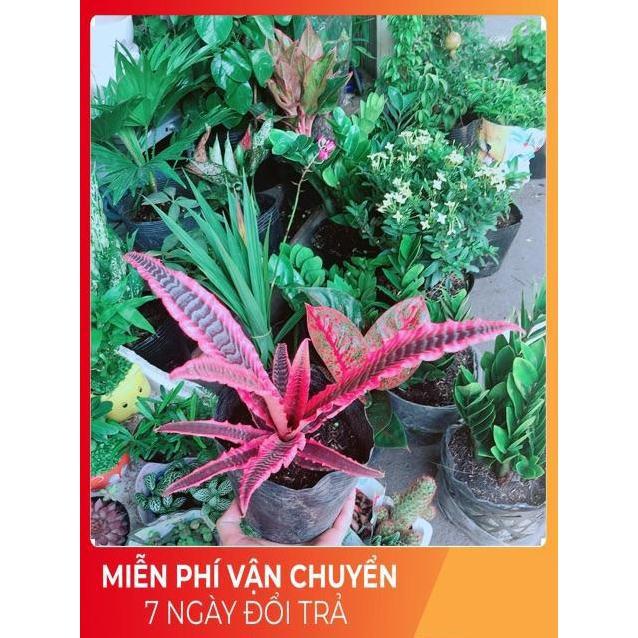 Cây Dứa Đuôi Phụng