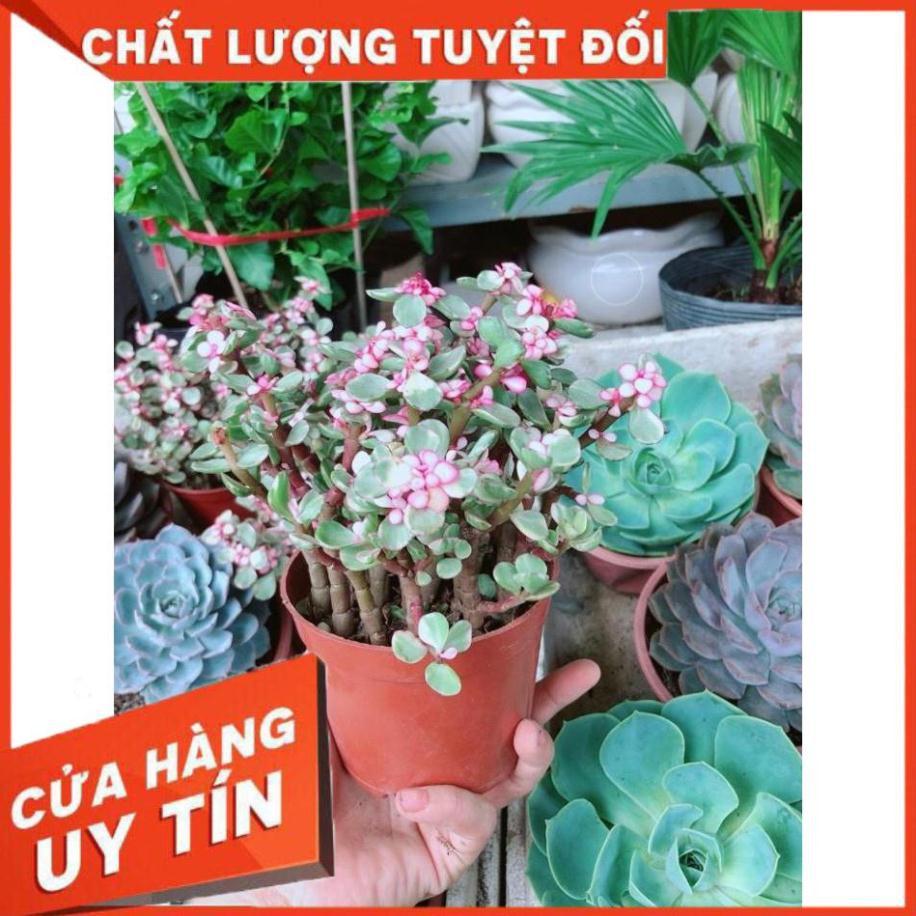 Đô La Hồng Nhiều Người Mua