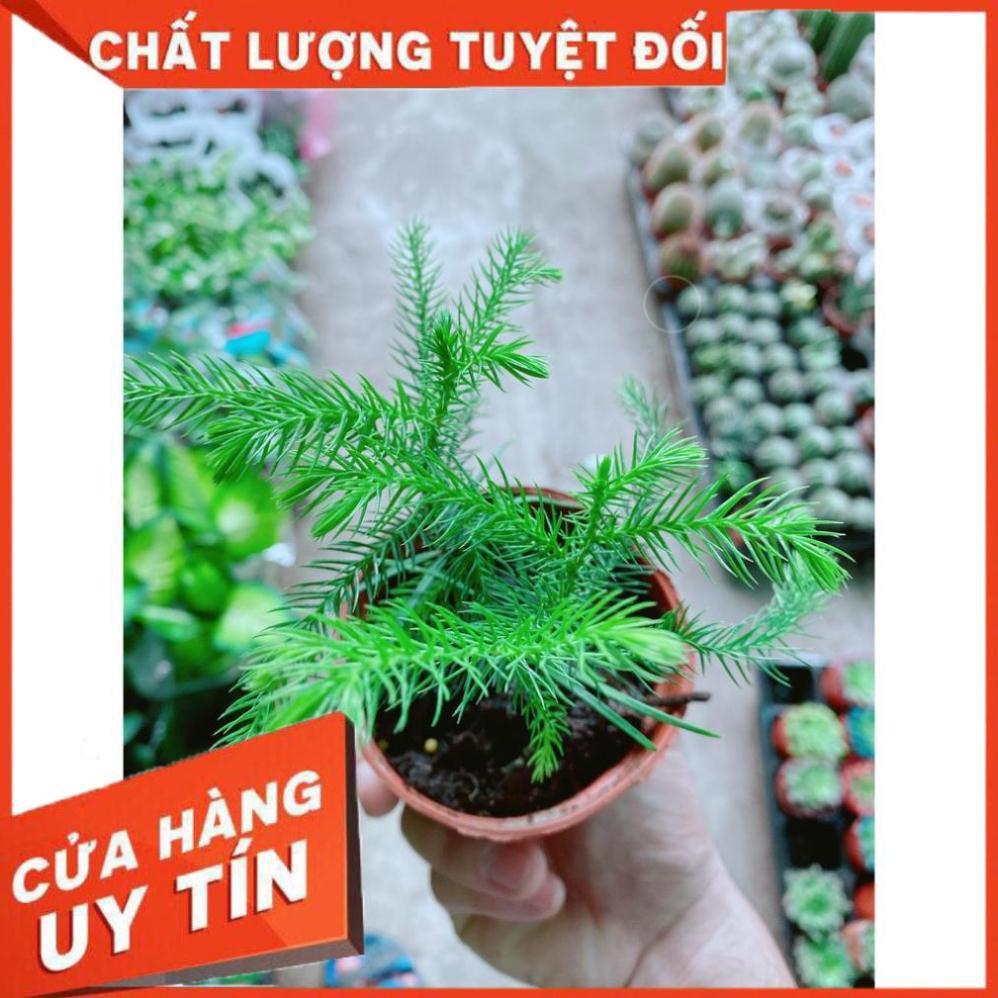 Tùng Bồng Lai Tùng Tiên Bách Tùng