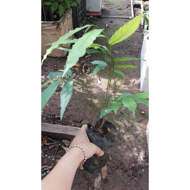 BẦU CÂY GIỐNG HOA DẺ THƠM