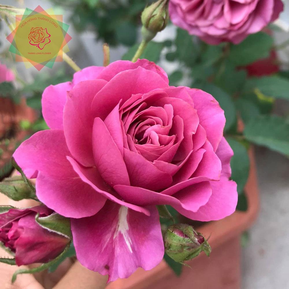 Cây hoa hồng ngoại AOI Nhật  cực sai hoa -bầu to lớn, cây trưởng thành trưởng thành