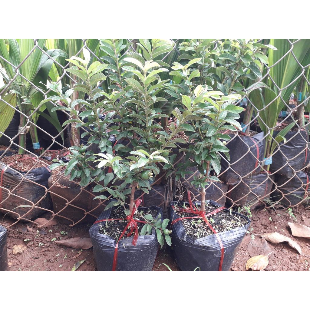 CÂY GIỐNG ỔI SẺ rừng lá nhỏ .